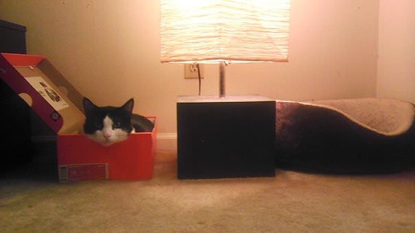 Коты лучше хозяев знают, как использовать их дорогие подарки