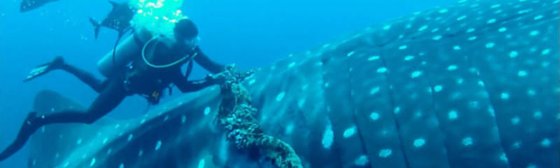Этот морской великан схватил за руку дайвера и попросил о помощи