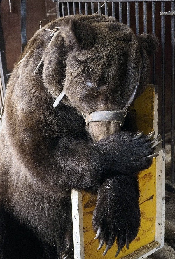 Жуткие скитания цирковых медведей, которые уже не могут участвовать в шоу