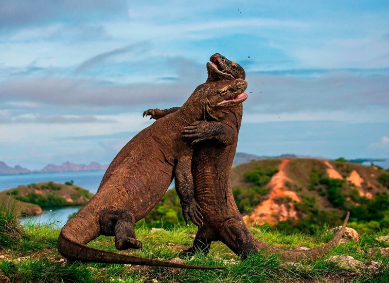  Тень динозавров. комодский дракон — самая крупная ящерица современности