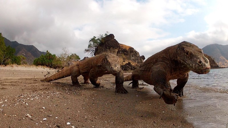  Тень динозавров. комодский дракон — самая крупная ящерица современности