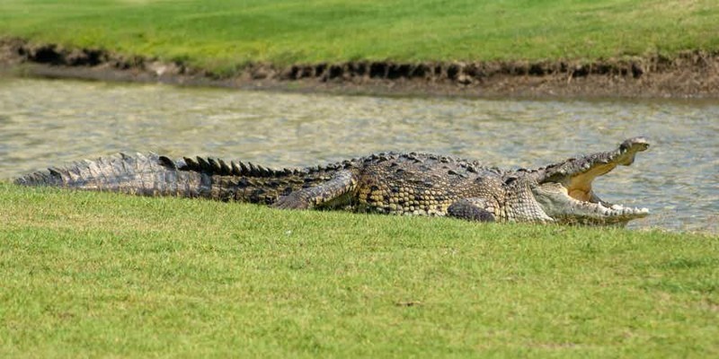 7. Крокодил в Канкуне 