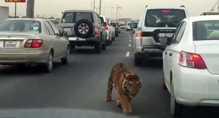 4. Тигр в Катаре 