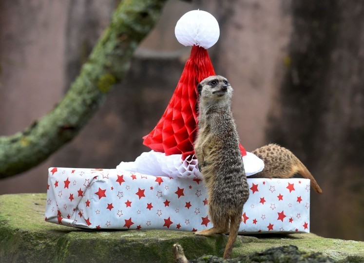  Как жители зоопарков открывали подарки