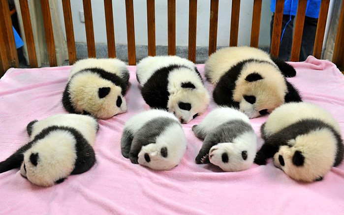 Обеденный сон. Эти панды точно умнее нас в детстве! 