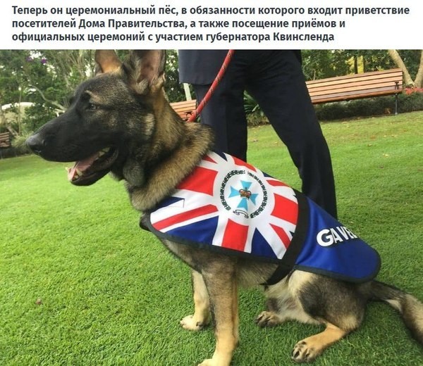 Австралийского пса уволили из полиции за дружелюбие
