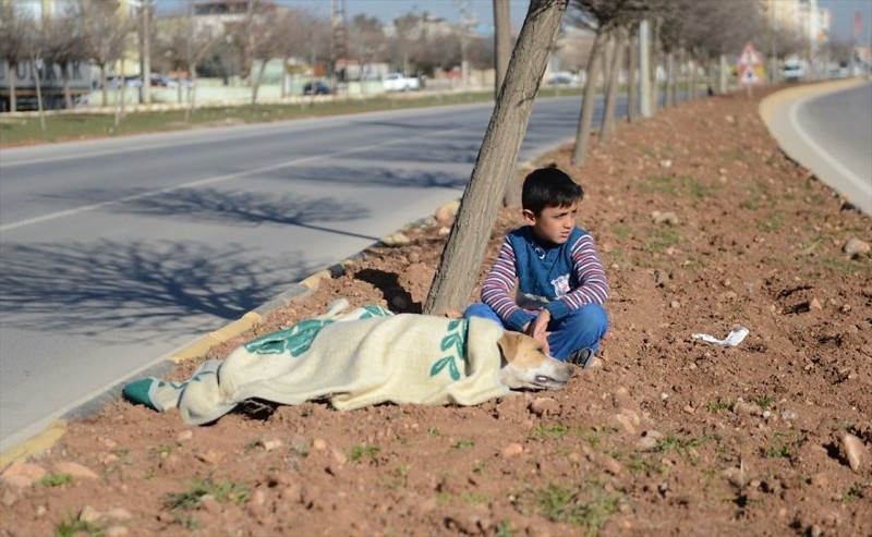 Маленький беженец не оставил раненую собаку до самого конца