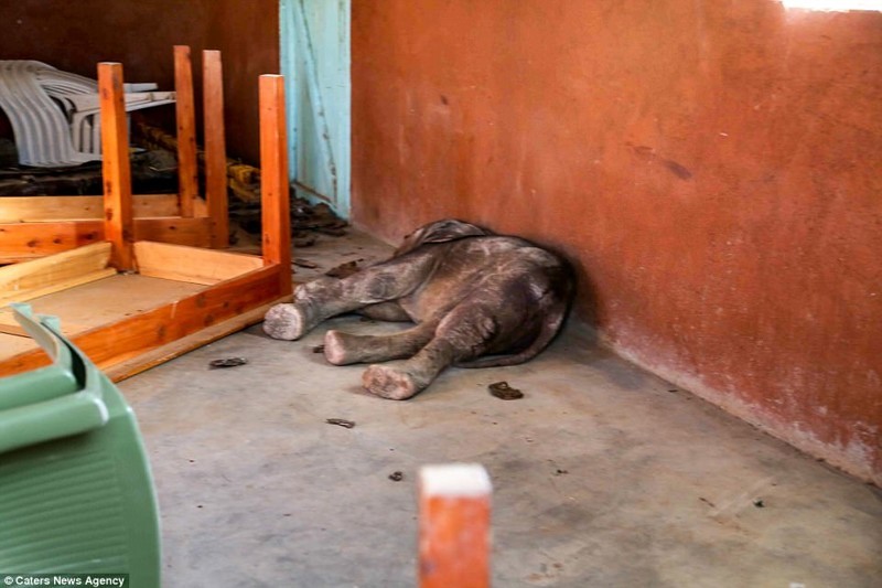 Слон из ее стада затоптал насмерть местную жительницу