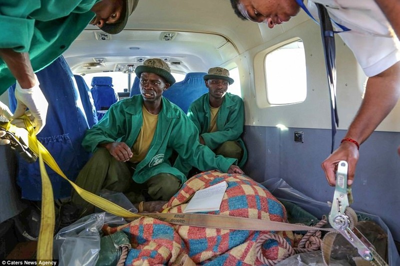На самолете слониху доставили в национальный парк Найроби 