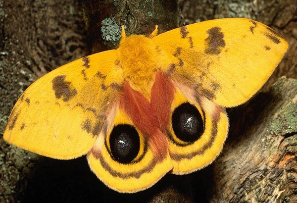 У расцветки бабочек две роли — привлечение противоположного пола и защита