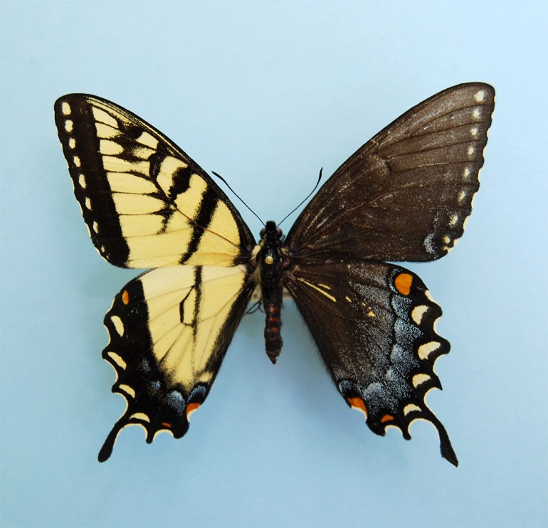 Многообразие видов можно наблюдать в различных музеях мира, там красота бабочек остается навечно  