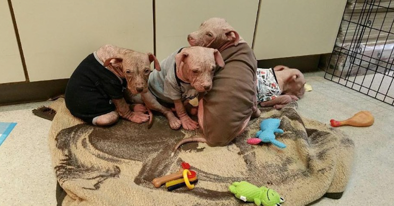 Брошенные щенки от стресса лишились шерсти, но их чудом спасли