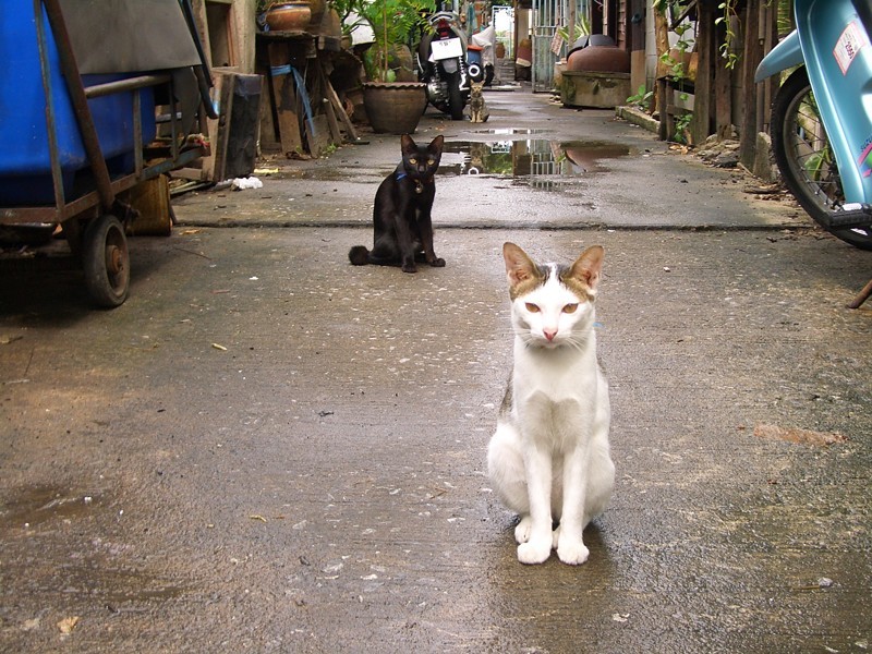 Собаки и котики в Юго-Восточной Азии  