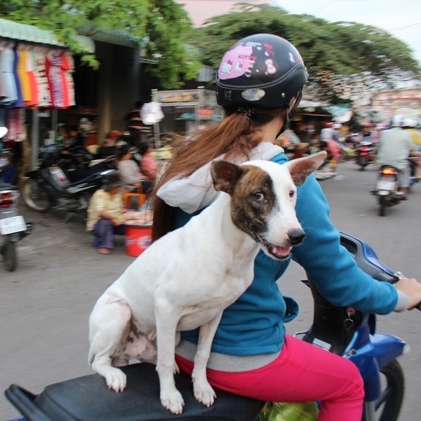 Собаки и котики в Юго-Восточной Азии  