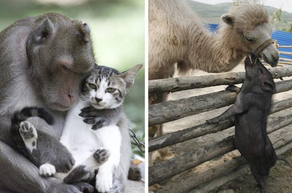 Дружба среди животных есть!
