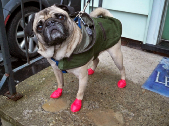 Собачья мода: как спрятаться от дождя и грязи