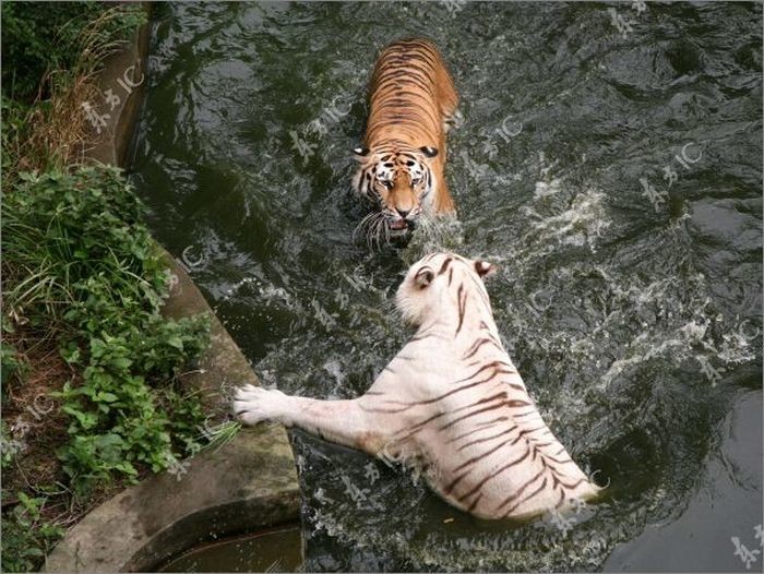 Поединок тигров за бассейн