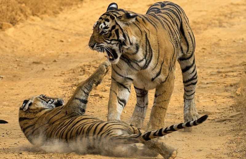 Тигрица провела воспитательную работу с тигренком