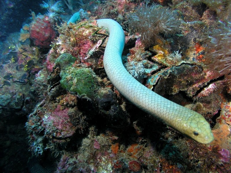 Морские змеи