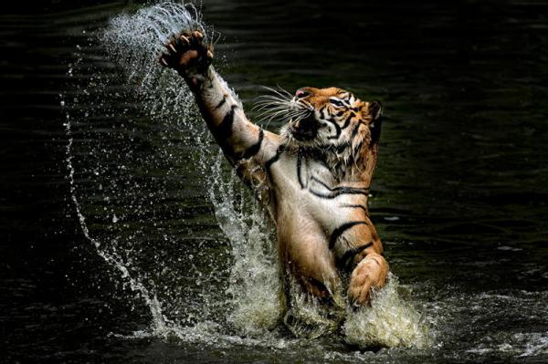 Тигры – дикий животный магнетизм в 25 потрясающих фотографиях
