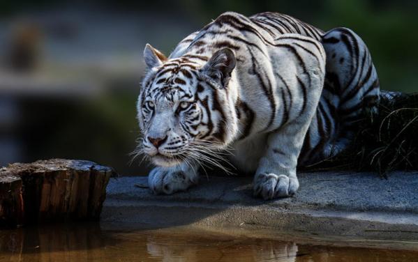 Тигры – дикий животный магнетизм в 25 потрясающих фотографиях