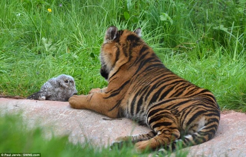В британском зоопарке совёнок смог отбиться от тигра, упав в вольер к хищнику