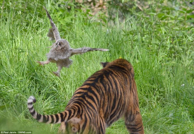 В британском зоопарке совёнок смог отбиться от тигра, упав в вольер к хищнику