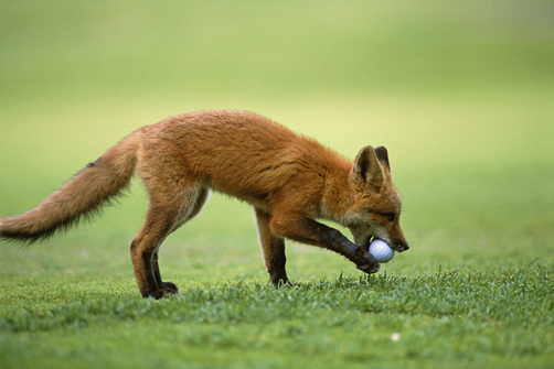 Лиса утащила мяч для гольфа 