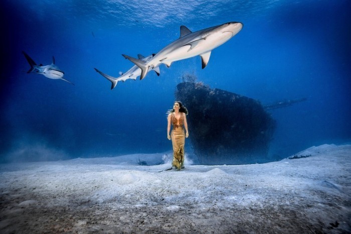 Впечатляющая фотосессия с акулами