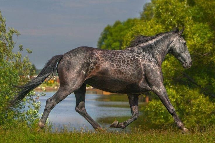 Лошади с удивительным окрасом 