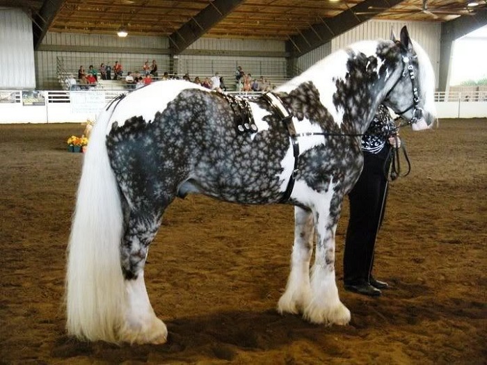 Лошади с удивительным окрасом 