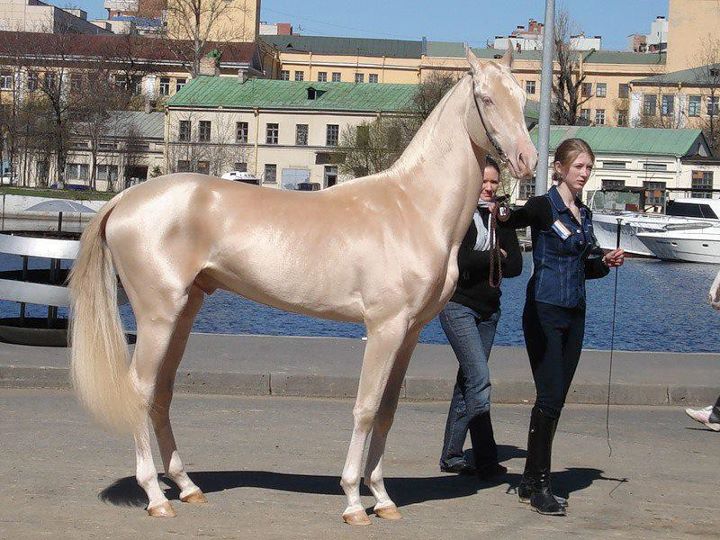 Кремовая ахалтекинская лошадь