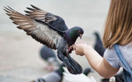Почему жители городов никогда не видят птенцов голубей