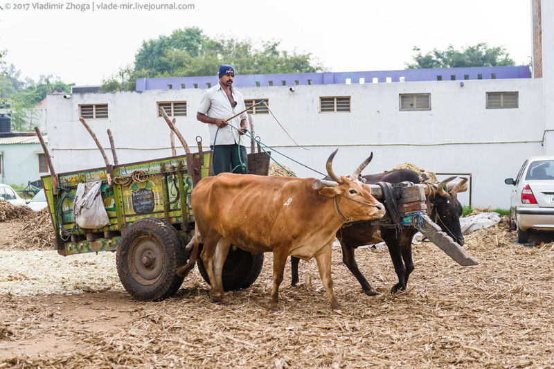 Почему корова священна в Индии?