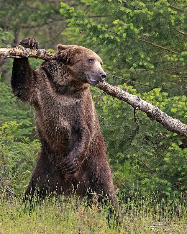 Как в мультфильме: медведь чешет спину стволом дерева