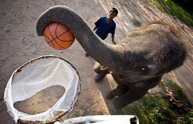 Слоны любят игры с мячом 