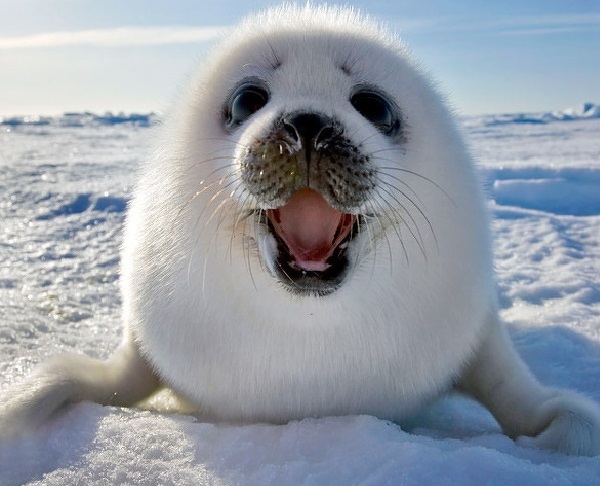 Тюлени умеют смеяться