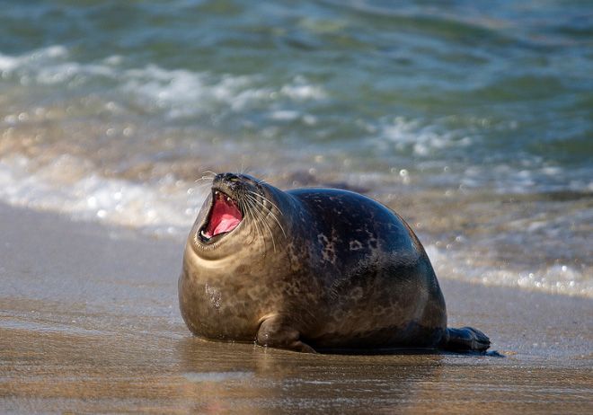 Тюлени умеют смеяться