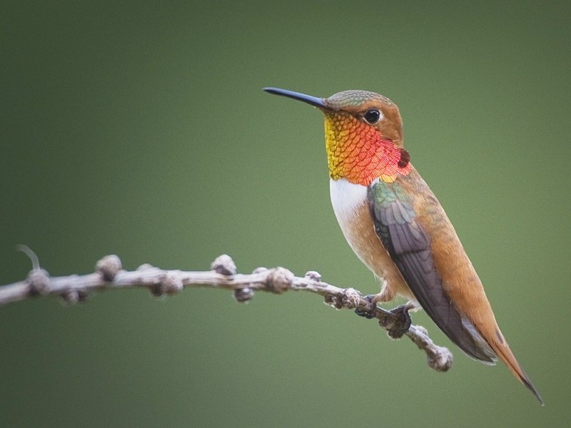 Охристый колибри - единственный вид колибри, залёт которого зарегистрирован в России