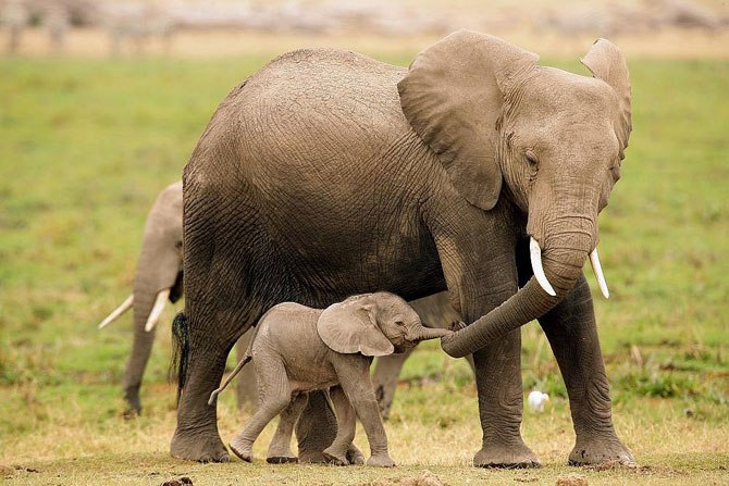 Самки слонов хлопают ушами по бокам, собирая своих детенышей