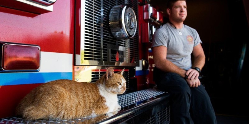 Котёнок помогает пожарным справляться со стрессом после тяжёлых вызовов