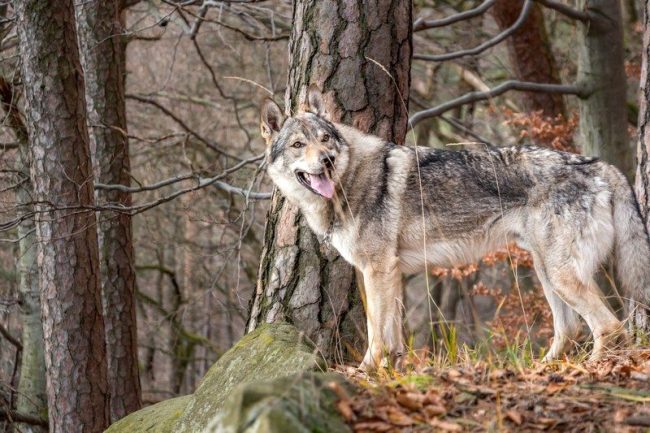 Волчья собака получена в результате скрещивания волков с собаками. Запрещены в Норвегии