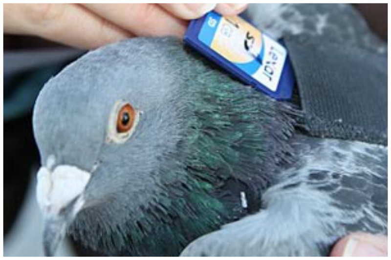Загадка века - как почтовые голуби находят дорогу?