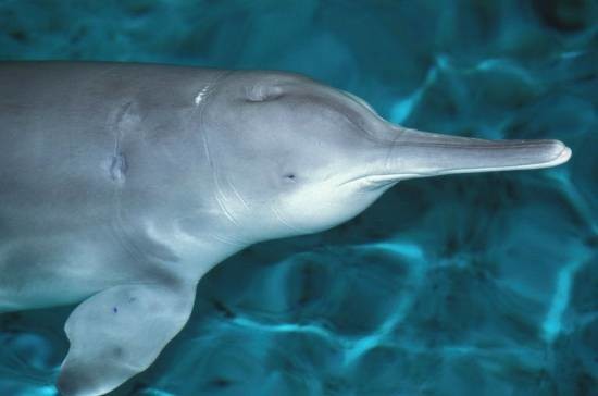 Речной китайский дельфин Байджи