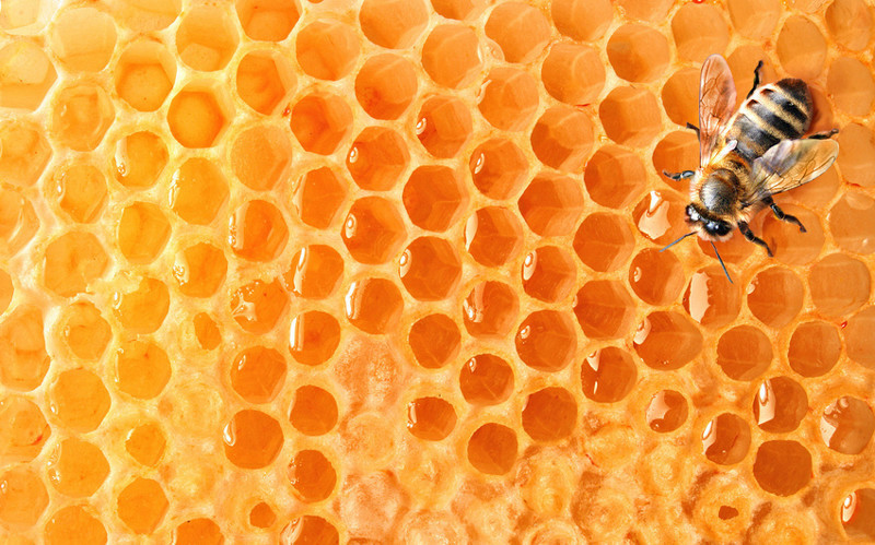 10 вещей, которые могут исчезнуть навсегда, если вымрут пчёлы