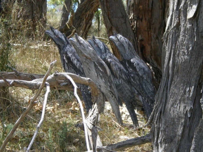 Австралийский широкорот