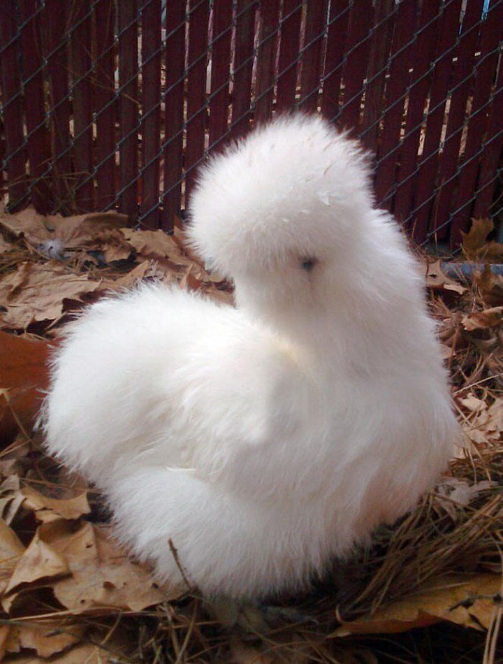 Посмотрите на эту белую шелковую курицу. Наверняка вам хочется погладить ее, чтобы почувствовать, какая она мягкая!