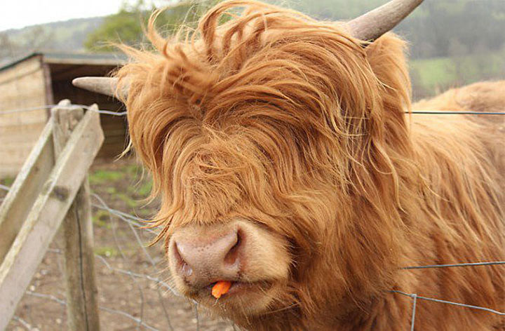 Как здорово выглядит эта рыжая шерсть! Шотландские высокогорные коровы сейчас в моде. Посмотрите, какой у нее прекрасный мех