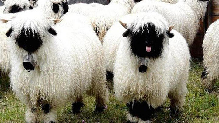 Классический черно-белый образ демонстрируют валлийские черноносые овцы