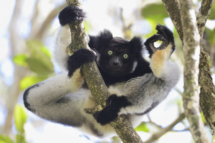 1. Короткохвостый индри показывает знак «ОК!», резервация на острове Мадагаскар